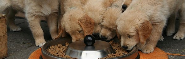 Hundeliebe xxl - Hundefutter