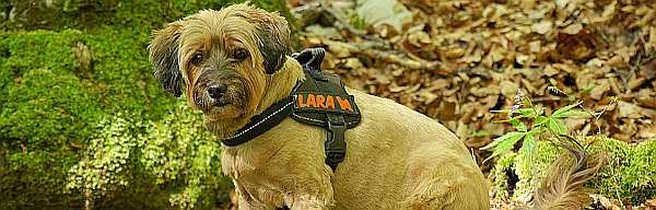 Hundeliebe XXL - Hundezubehör